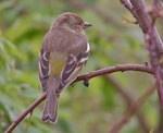 Chaffinch | Pahirini. Adult female. Lower Hutt, October 2010. Image © John Flux by John Flux.