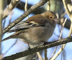 Chaffinch | Pahirini. Female. Wanganui, July 2010. Image © Ormond Torr by Ormond Torr.