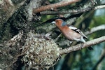 Chaffinch | Pahirini. Adult male at nest containing eggs. February 1986. Image © Department of Conservation (image ref: 10031365) by T. Smith.