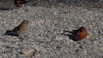 Chaffinch | Pahirini. Pair. Queenstown, February 2008. Image © Peter Reese by Peter Reese.