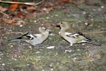 Chaffinch | Pahirini. Female and juvenile. Havelock North, November 2008. Image © Dick Porter by Dick Porter.