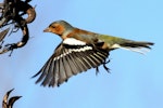 Chaffinch | Pahirini. Adult male. Te Awanga, Hawke's Bay, July 2011. Image © Dick Porter by Dick Porter.