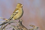 Chaffinch | Pahirini. Adult female. Te Awanga, May 2012. Image © Dick Porter by Dick Porter.