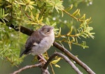 Chaffinch | Pahirini. Fledgling. Palmerston North, November 2014. Image © Alex Scott by Alex Scott.