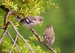 Chaffinch | Pahirini. Fledgling (left) being fed by adult female. Palmerston North, November 2014. Image © Alex Scott by Alex Scott.