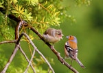 Chaffinch | Pahirini. Fledgling (left) being fed by adult male. Palmerston North, November 2014. Image © Alex Scott by Alex Scott.