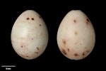 Chaffinch | Pahirini. Clutch (NMNZ OR.026383, ex Captain John Bollons collection). Kaipara Heads, Northland. Image © Te Papa by Jean-Claude Stahl.