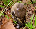 Chaffinch | Pahirini. Fledgling. Hortobágy, Hungary, Europe, May 2017. Image © Tamas Zeke by Gabor Zeke.