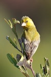 European greenfinch. Adult male. Tasman, January 2020. Image © Rob Lynch by Rob Lynch.