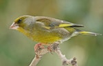 European greenfinch. Adult male. Havelock North, October 2008. Image © Dick Porter by Dick Porter.