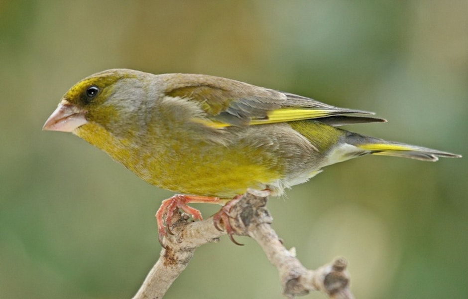 European greenfinch. Adult male. Havelock North, October 2008. Image © Dick Porter by Dick Porter.