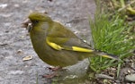 European greenfinch. Adult male eating seed. Atawhai, Nelson, September 2015. Image © Rebecca Bowater by Rebecca Bowater FPSNZ AFIAP.