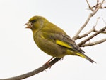 European greenfinch. Adult male eating a nut. Atawhai, Nelson, September 2020. Image © Rebecca Bowater FPSNZ AFIAP by Rebecca Bowater.