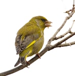 European greenfinch. Adult male feeding on nuts. Atawhai, Nelson, September 2020. Image © Rebecca Bowater FPSNZ AFIAP by Rebecca Bowater.