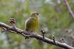 European greenfinch. Adult male. Duncan Bay, Marlborough, September 2017. Image © Rob Lynch by Rob Lynch.