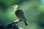 European greenfinch. Male. Waikanae, January 1980. Image © Department of Conservation by John Kendrick.