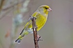 European greenfinch. Adult male. Havelock North, July 2009. Image © Dick Porter by Dick Porter.