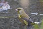 European greenfinch. Adult male bathing. Christchurch Botanic Gardens, May 2014. Image © Steve Attwood by Steve Attwood.