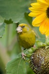 European greenfinch. Adult male eating sunflower seeds. Hamilton, Waikato, January 2009. Image © Neil Fitzgerald by Neil Fitzgerald.