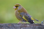 European greenfinch. Adult male in courtship posture. Wellington airport, August 2016. Image © Paul Le Roy by Paul Le Roy.