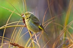 European greenfinch. Adult female. Whangamata, December 2014. Image © Les Feasey by Les Feasey.