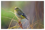 European greenfinch. Adult female. Whangamata, December 2014. Image © Les Feasey by Les Feasey.