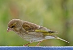 European greenfinch. Adult female. Havelock North, October 2008. Image © Dick Porter by Dick Porter.