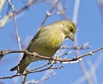 European greenfinch. Adult female. Atawhai, Nelson, August 2015. Image © Rebecca Bowater by Rebecca Bowater FPSNZ AFIAP.