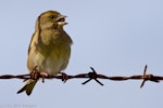 European greenfinch. Female feeding. Wellington airport, August 2016. Image © Paul Le Roy by Paul Le Roy.