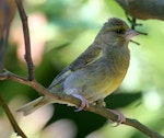 European greenfinch. Female. Wanganui, February 2008. Image © Ormond Torr by Ormond Torr.