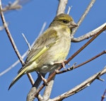 European greenfinch. Adult female. Atawhai, Nelson, August 2015. Image © Rebecca Bowater by Rebecca Bowater FPSNZ AFIAP.