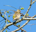 European greenfinch. Adult female. Waikato, July 2012. Image © Joke Baars by Joke Baars.