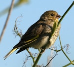 European greenfinch. Juvenile. Wanganui, January 2007. Image © Ormond Torr by Ormond Torr.