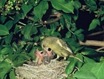 European greenfinch. Adult male feeding chicks in nest. Image © Department of Conservation (image ref: 10037580) by Mike Soper.