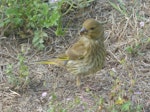 European greenfinch. Juvenile. Miranda, January 2014. Image © Alan Tennyson by Alan Tennyson.