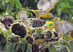 European greenfinch. Adult male feeding juvenile. Hamilton, February 2010. Image © Ray Buckmaster by Ray Buckmaster.