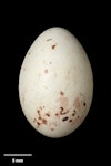 European greenfinch. Egg 21.0 x 14.0 mm (NMNZ OR.018752, collected by Frederich-Carl Kinsky). Rai Saddle, Marlborough, February 1950. Image © Te Papa by Jean-Claude Stahl.