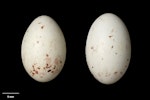 European greenfinch. Clutch (NMNZ OR.018752, collected by Frederich-Carl Kinsky. Rai Saddle, Marlborough, February 1950. Image © Te Papa by Jean-Claude Stahl.