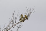 European greenfinch. Juveniles clamouring for food. Maketu, December 2014. Image © Raewyn Adams by Raewyn Adams.