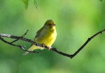 European greenfinch. Xanthochromatic male. Manapouri, December 2016. Image © Germen Postma by Germen Postma.