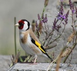 European goldfinch | Kōurarini. Adult male. Wellington, January 2010. Image © Duncan Watson by Duncan Watson.