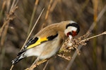 European goldfinch | Kōurarini. Adult female feeding on rush (Juncus sp.) seeds. Napier, Hawke's Bay, August 2009. Image © Neil Fitzgerald by Neil Fitzgerald.