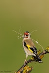 European goldfinch | Kōurarini. Adult female carrying nesting material. Kaikoura, November 2006. Image © Neil Fitzgerald by Neil Fitzgerald.