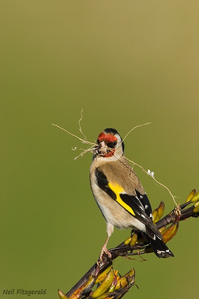 European goldfinch | Kōurarini. Adult female carrying nesting material. Kaikoura, November 2006. Image © Neil Fitzgerald by Neil Fitzgerald.