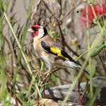 European goldfinch | Kōurarini. Adult male. Tasman, January 2015. Image © Rob Lynch by Rob Lynch.