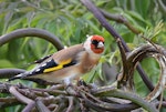 European goldfinch | Kōurarini. Adult female extracting seeds from emerald tree's long seed pods. Mission Heights garden, Auckland, April 2016. Image © Marie-Louise Myburgh by Marie-Louise Myburgh.