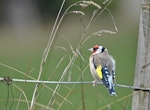 European goldfinch | Kōurarini. Adult male feeding on grass seeds. Omana Regional Park, April 2015. Image © Marie-Louise Myburgh by Marie-Louise Myburgh.