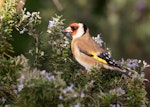 European goldfinch | Kōurarini. Adult male feeding on rosemary petals. Palmerston North, May 2016. Image © Alex Scott by Alex Scott.