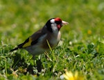 European goldfinch | Kōurarini. Adult female. Riversdale, Wairarapa, October 2007. Image © Peter Reese by Peter Reese.