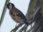 European goldfinch | Kōurarini. Adult male in NZ cabbage tree. Torquay, England, July 2015. Image © Alan Tennyson by Alan Tennyson.